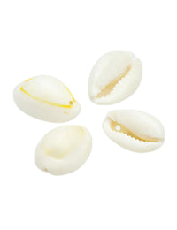 Coquillages naturels